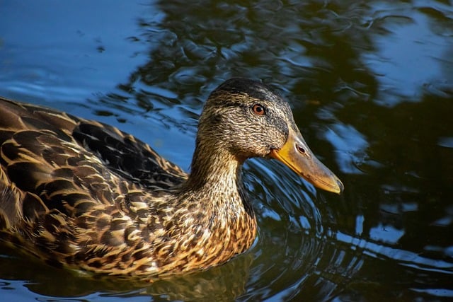 Undgå de klassiske fælder i krydsord – her er de typiske fejltagelser